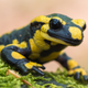 Image for article titled Researchers uncover key clues in the mystery of limb regeneration